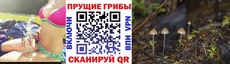 Псилоцибиновые грибы MAGIC MUSHROOMS  купить закладку  Верхняя Тура 